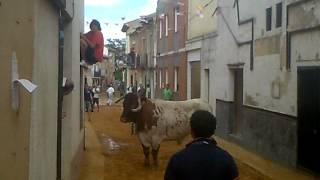 villalpando 2012 cabestro en la calle