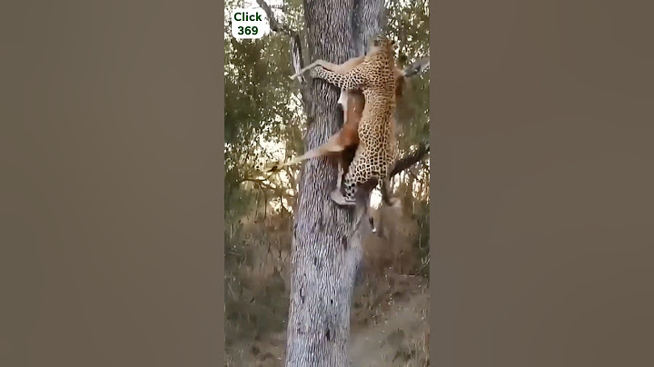 Leopard’s Secret Survival Skill Against Hyenas #leopard #hyena #leopardvshyena  #wildlife #animals