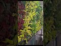 Taman Vertical Minimalis - Jasa Pembuatan Vertical Garden | #shorts  #tamanrumah #verticalgarden
