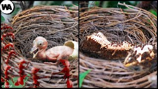 Voici Pourquoi les Poussins Détestent le Jour de Leur Naissance