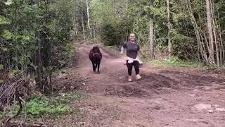 A Joyful Run Through The Forests Of Norway On Happy Hoofs