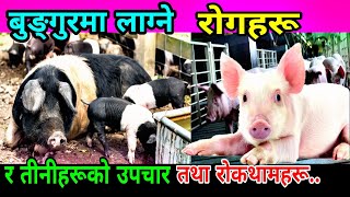 बुङ्गुरमा लाग्ने रोहरू र रोकथामको उपायहरू|| PGC Mix || Bungur Farm In Nepal ||Pig Farming in Nepal