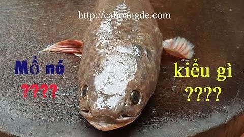 Hướng dẫn mổ cá sộp, cá quả, cá lóc đơn giản nhất cho các bạn chưa bao giờ vào bếp | Cá Hoàng Đế