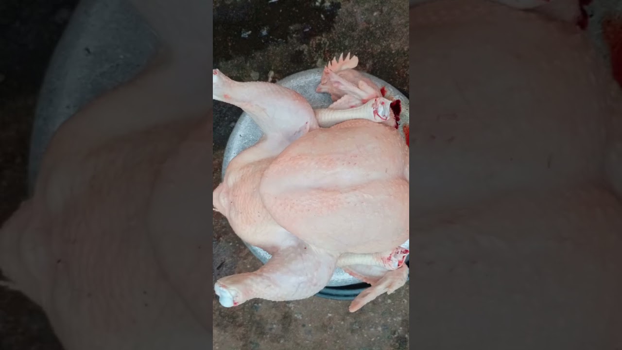 Healthy Matured Live Chicken