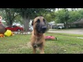 Houston Dog Trainers, Off Leash K9 Training, 7MO Cane Corso Bruce Before and After Board and Train Houston Dog Trainers, Off Leash K9 Training, 7MO Cane Corso Bruce Before and After Board and Train