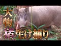 すもも畑を荒らす猪を捕獲する！【大物捕獲シリーズ】【罠猟】【自作くくり罠】【生け捕り】