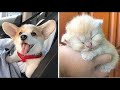 Самых Милых Птенца Собаки И Кошки   Подборка Видеороликов О Милых И Забавных Собаках # 16