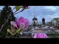 Ботсад Гришка магнолии 2021, Киев цветут магнолии, Украина, цветы, весна, природа, magnolia, видео.
