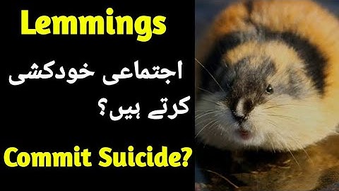 Do Lemmings Really Commit Mass Suicide?