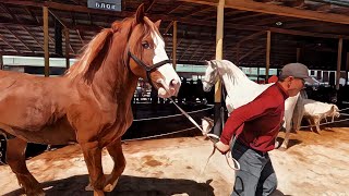 OT BOZOR! HORSE MARKET! КОННЫЙ РЫНОК! БОЗОРИ АСП! AT PAZARI!