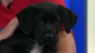 Pawpalooza Spring Pet Adoption event happening this weekend | NBC 7 San Diego