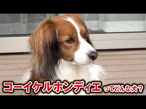 話題のワンコ！コーイケルホンディエの魅力を調査！ - YouTube