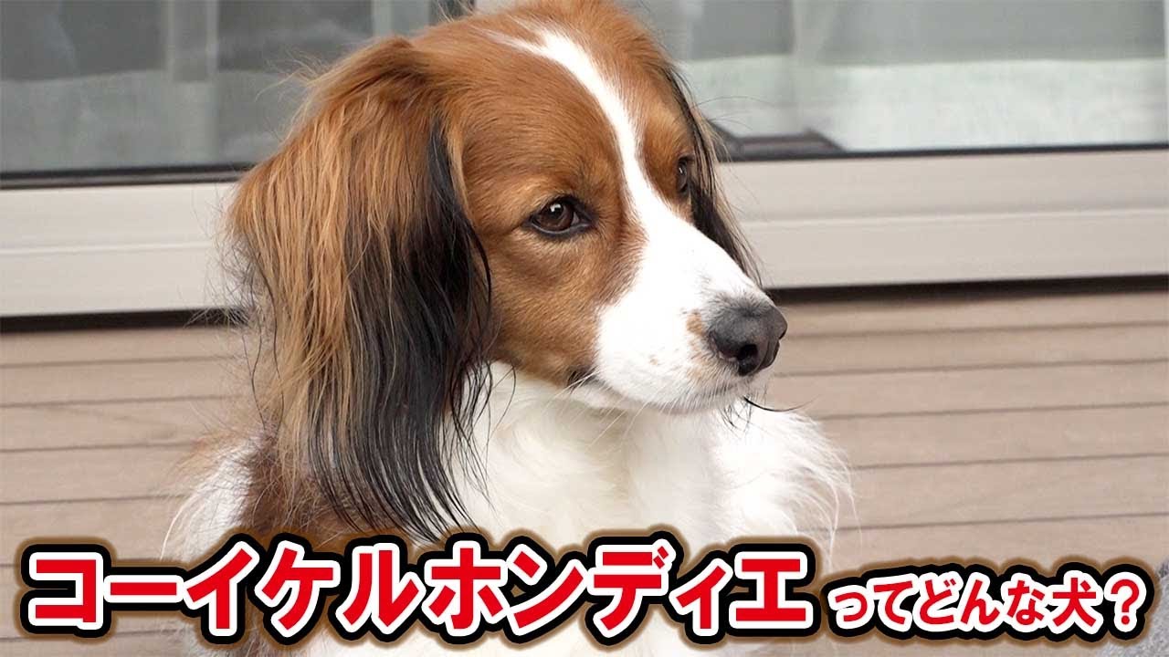 話題のワンコ！コーイケルホンディエの魅力を調査！ - YouTube