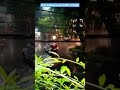 Rain ambience #ambience #relax #rainsounds #calming