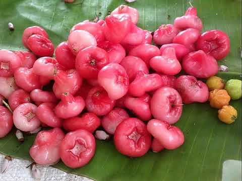 water rose apple