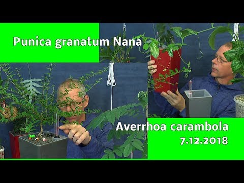 Video: Granatapfelanbau: Pflege von Granatapfelpflanzen in Behältern