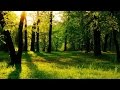 Meditation Spa - Deep Forest