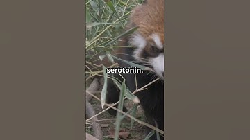 Red Pandas: The Ultimate Cuteness Overload!