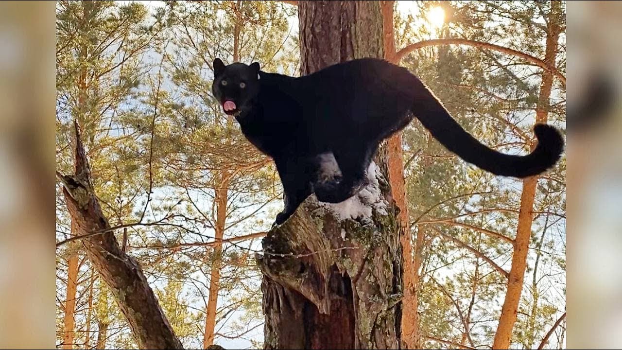 Исследуем побережье с пантерой Луной и ротвейлером Вензой 🌲🌲🌲