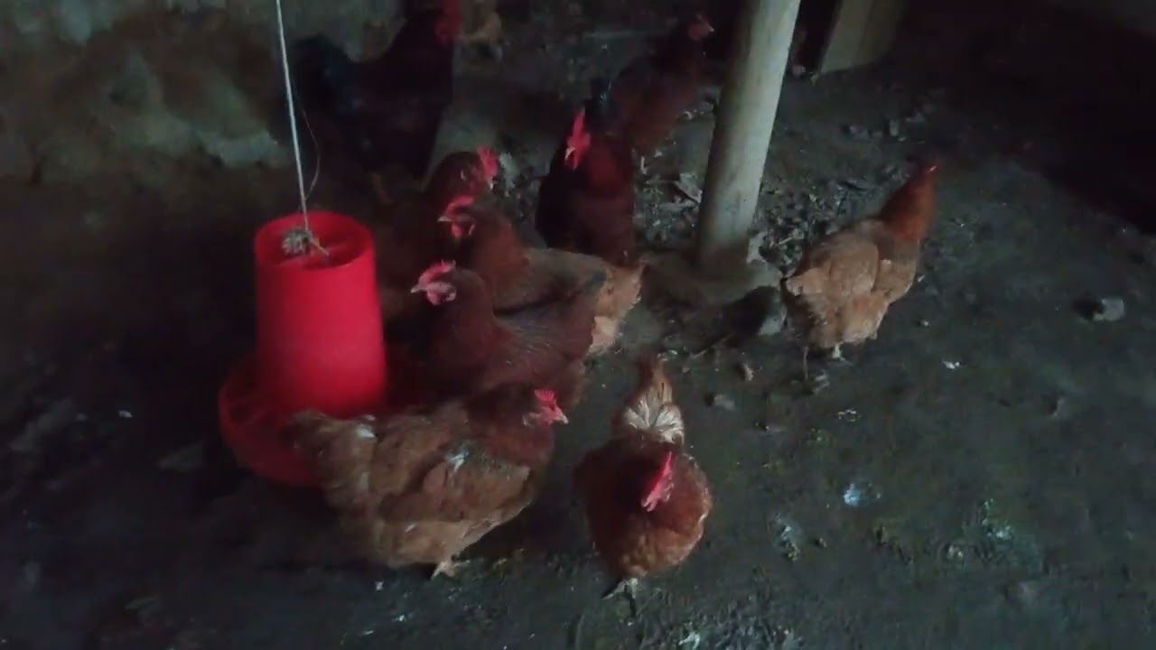 Тынбай тууган Тоджон жана Леггорн тооктору. 0779960793 ватсапп