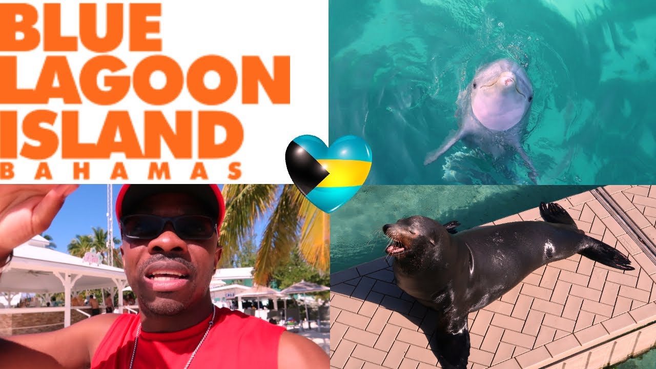 Blue Lagoon Island Dolphin Encounters Bahamas🇧🇸😍 YouTube