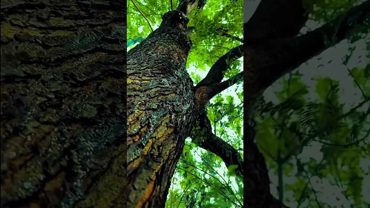 "पेड़ भी रोते हैं, बस आवाज़ नहीं आती..."