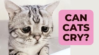 Can Cats Cry from Emotions? Unveiling the Truth About Feline Tears