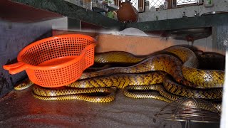 पहली बार किसी के घर के किचन में साँपों का मिलन देख के यकीन नहीं होगा | Amazing Snake Rescue Video