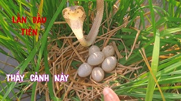 Quá  Nguy  Hiểm  Với  Con Rắn  Hổ  Này_Một  Mình  Đối  Đầu  Với  Nó 