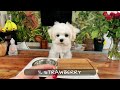 Maltese puppy  food tasting test 