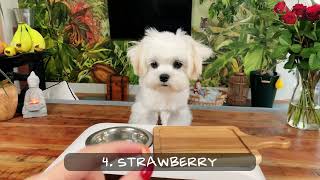 Maltese Puppy  Food Tasting Test