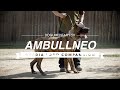 All about ambullneo mastiff