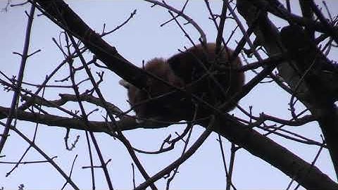 Escapee red panda was recaptured on a Belfast driveway
