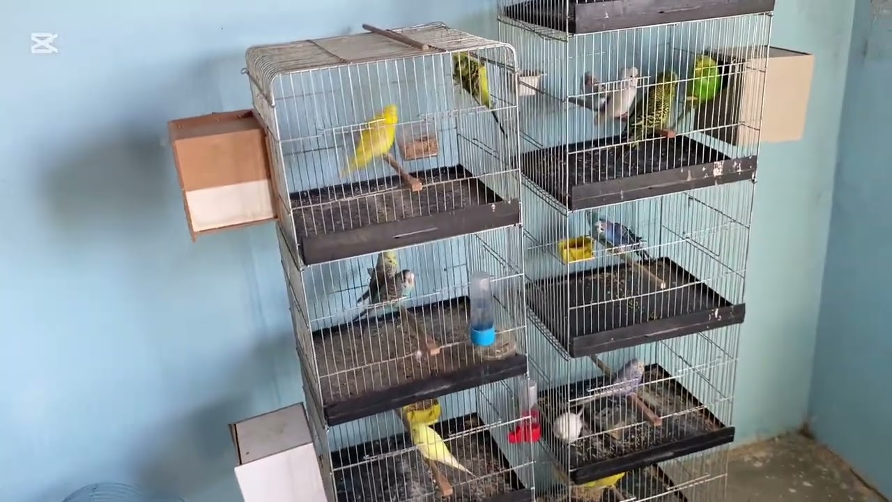 Çıkım bitti ana kucağına geçiş !!begen ve abone olmayı unutma 