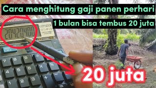 CARA MENGHITUNG GAJI PANEN SAWIT PERHARI / 1 BULAN TEMBUS 20 JUTA #kulisawit