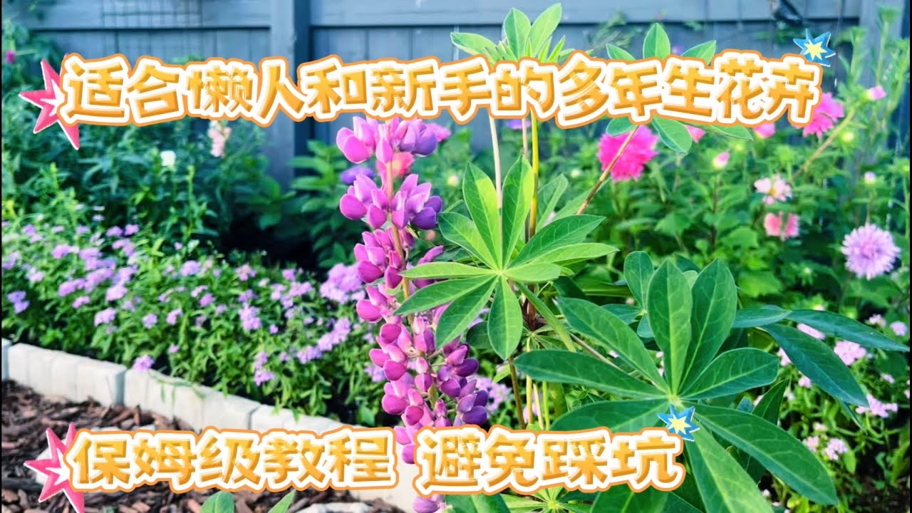 什么花都养不好？这几个种进土里就开花的品种一定要试一下。【莎拉养花】