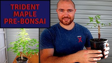 Pruning a Trident Maple Bonsai Pre-Bonsai | Acer buergerianum