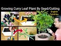 How to grow Curry Leaf Plant From Cuttings / Seed With Updates : कढ़ी पत्ता का घना पौधा कटिंग/बीज से