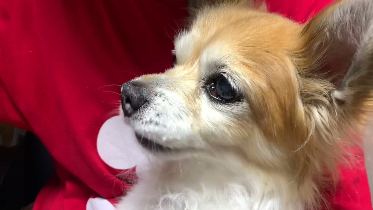 How to eat with chopsticks / Old dog vlog YouTube