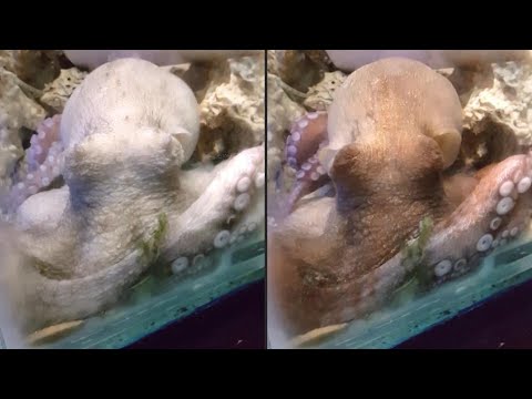 Do octopuses have dreams? Tiny ones, probably | AFP