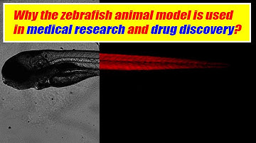 Why using the zebrafish for Medical Research and Drug Discovery