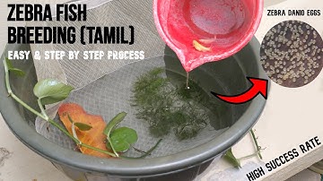Zebra Fish Breeding Tamil ( Simple & Easy Method)
