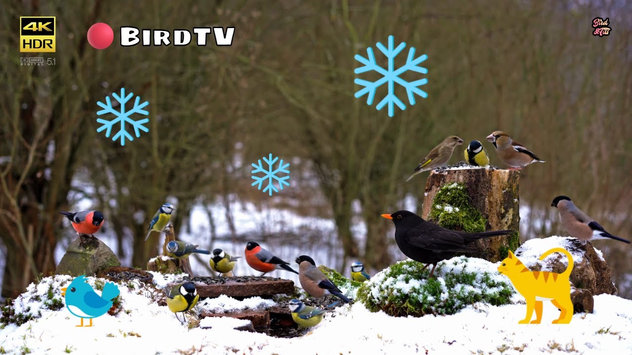 Birds for Cats to Watch: Your Cat's Perfect Winter Entertainment #cattv #nature4k #birdsforcats
