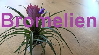 Bromeliads Tillandsia care watering location fertilizing propagation Bromelia Tillandsia