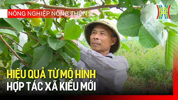 Hiệu quả từ mô hình hợp tác xã kiểu mới | Nông nghiệp nông thôn