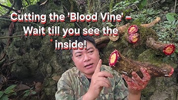 Amazing Discovery: Cutting Open the Forest