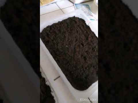 Video: Laventelin siementen itäminen: Laventelikasvien kasvattaminen siemenistä