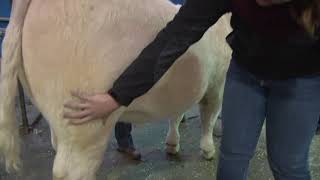 Cow Calf 10