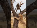 lion vs monky fight #wildlife #animalbattle #lionattack #monkeyvslion #viralvideo#junglefight#viral