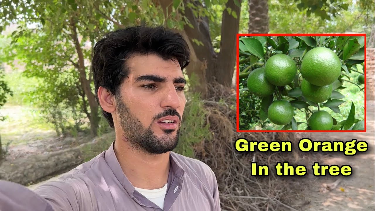 Green Orange in Our Guest House Bannu Pakistan 🇵🇰